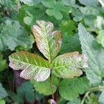 Toxicodendron diversilobum Hoja