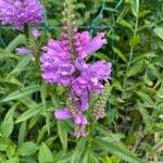 Physostegia virginianaFlor