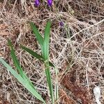 Dianella ensifolia Hábito