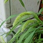 Setaria viridis Hoja