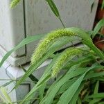 Setaria viridis Levél