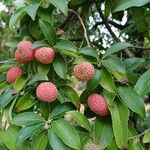 Cornus capitata Fruit