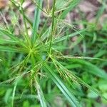 Cyperus distans Цвят