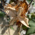 Gossypium hirsutum Fruto