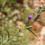 Liatris squarrosa Elinympäristö