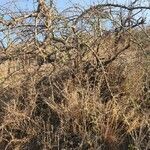 Commiphora madagascariensis Habit