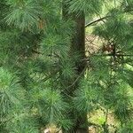 Pinus strobus Natur