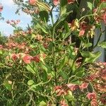 Euphorbia bracteata Leaf
