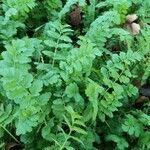 Erodium moschatum Leaf