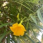 Cascabela thevetia 花