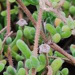 Drosanthemum floribundum പുറംതൊലി