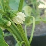 Capsicum annuumFlower