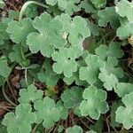 Geranium renardii Leaf