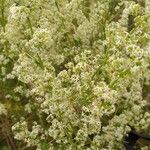 Galium mollugo Облик