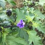 Nicandra physalodes Habitus