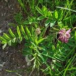 Hedysarum hedysaroides Leaf