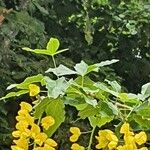 Laburnum × watereri Leaf