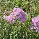 Saponaria officinalis फूल