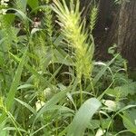 Elymus virginicus Blüte