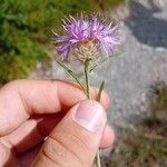 Centaurea deusta Flor