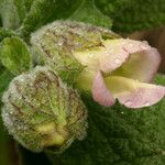 Lepechinia calycina Flower