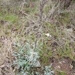 Artemisia caerulescens Hábito