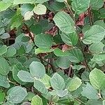 Fothergilla gardenii Lehti