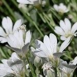 Cerastium tomentosum Çiçek