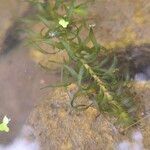 Elodea nuttallii Hoja