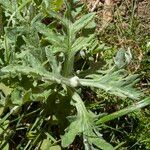 Eriophyllum lanatum Blatt