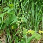 Epipactis muelleri Квітка