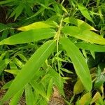 Phyllostachys aurea Leaf