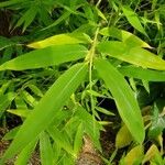 Phyllostachys aurea Blatt