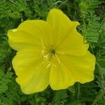 Oenothera triloba Λουλούδι