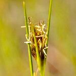 Rhynchospora fusca Flower