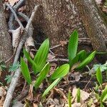 Allium tricoccum Feuille