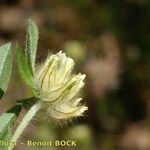 Anthyllis cornicina 果実