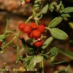 Chenopodium nutans Gyümölcs