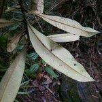 Tristaniopsis merguensis Лист