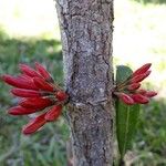 Ixora margaretae Flower