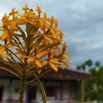 Epidendrum ibaguense Kukka