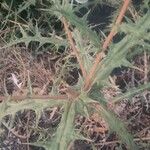 Echinops exaltatus Leaf