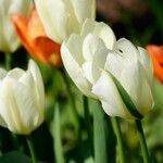 Tulipa fosteriana Цветок