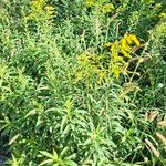 Solidago gigantea Hábito