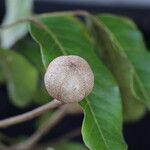 Khaya anthotheca Frukto