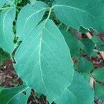 Tabebuia roseoalba Blatt