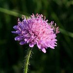 Knautia arvensis Цвят