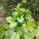 Cardiocrinum giganteum Blatt