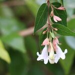 Abelia chinensis Flower