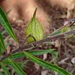 Gomphocarpus fruticosus Fruit